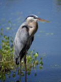 Great Blue Heron Portrait, Florida, Usa Photographic Print by Jeff Foott