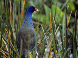 Purple Gallinule (Porphyrula Martinica) Standing in Marsh Grasses, Everglades National Park Photographic Print by Jeff Foott