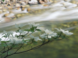 California Pacific Dogwood (Cornus Nuttallii) Branch Blossoms over the Merced River in the Spring Fotografisk trykk av Jeff Foott California Pacific Dogwood (Cornus Nuttallii) Branch Blossoms over the Merced River in the Spring Fotografisk trykk av Jeff Foott