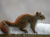American Red Squirrel in the Snow Photographic Print by Heather Katsoulis