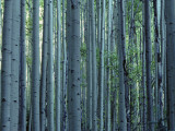 Multiple Aspen Tree Trunks Photographic Print by Jeff Foott