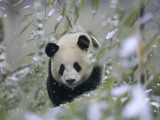 China, Sichuan Province, Wolong, Giant Panda in the Bamboo Bush in Snow Photographie par Keren Su