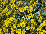 Brittle Bush, Anza Boreco Photographic Print by Jeff Foott