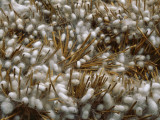 China, Zhejiang Province, Hangzhou, Harvesting Silkworm Cocoons Photographic Print by Keren Su