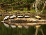 Florida, High Springs, a Group of Suwannee Cooters Share a Log on a Quiet Stretch of the Santa Fe Photographic Print by Jon M. Fletcher