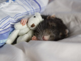 A Rat and Her Bear Photographic Print by Jessica Florence
