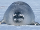 Female Harp Seal Photographic Print by Jeff Foott