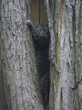 Iowa, Bentonport, a Tiger Cat Perches Between Two Tree Trunks to Improve His View Photographie par John Gaines