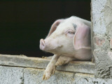 China, a Pig in the Pen Photographie par Keren Su