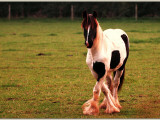 A Horse Curtsey Fotografisk trykk av John B. Mueller A Horse Curtsey Fotografisk trykk av John B. Mueller