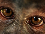 Florida, Alachua, a Tufted Capuchin Monkey Makes Friends with a Photographer Photographic Print by Jon M. Fletcher