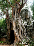 Jungle Trees in Angkor Wat Photographie
