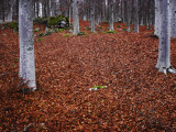 The Ground in a Forest Covered with Autumn Leaves Photographic Print by Lasse Pattersson