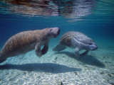 West Indian Manatee Fotografisk trykk av Jeff Foott West Indian Manatee Fotografisk trykk av Jeff Foott