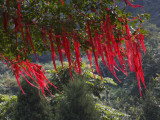 China, Hubei Province, Mt Photographie par Keren Su