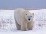 Male Polar Bear Photographic Print by Jeff Foott