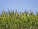 China, Barley Field Photographie par Keren Su