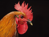 China, Rooster Photographie par Keren Su