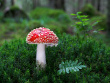 A Mushroom, Fly-Agaric, in a Forest Photographic Print by Lasse Pattersson