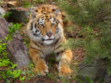 Montana, Columbia Falls, a Young Bengal Tiger Rescued by a Local Wildlife Nonprofit Photographic Print