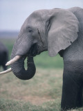 African Elephant's Ear Photographic Print by Jeff Foott