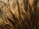 North China, Wheat Ears Photographie par Keren Su
