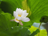 China, Sichuan Province, Lotus Flower in the Pond Photographic Print by Keren Su