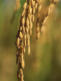 China, Close Up of Rice Photographie par Keren Su