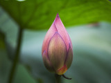 China, Sichuan Province, Lotus Flower in the Pond Photographie par Keren Su