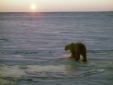 Polar Bear at Sunset Fotografisk trykk av Jeff Foott Polar Bear at Sunset Fotografisk trykk av Jeff Foott