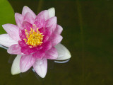 China, Pink Lily Photographie par Keren Su