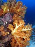 Bright Orange Appendages of an Aquatic Plant Growing Atop Coral Reefs in the Brilliant Blue Ocean Photographic Print