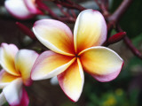 Detail of Tropical Flowers Photographic Print by Jeff Foott