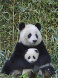 China, Sichuan Province, Wolong, Giant Panda Mother with 5-Month-Old Cub Photographic Print by Keren Su