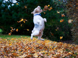 Jumping for Joy Photographic Print by Jessica Florence