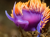 Spanish Shawl Nudibranch Photographic Print