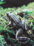 Red-Legged Frog Photographic Print by Jeff Foott