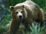 Brown Bear, 2 Year Old Photographic Print by Jeff Foott