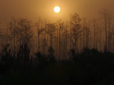 Florida, Raiford, Day Breaks across a Field of Recently Harvest Slash Pines Photographie par Jon M. Fletcher