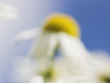 Defocused Close Up of a Chamomile Photographic Print by Lasse Pattersson