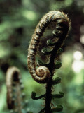 Sword Fern, Usa Photographic Print by Jeff Foott