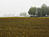 A Field and Trees in Foggy Weather Photographic Print by Lasse Pattersson