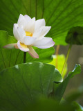 China, Sichuan Province, Lotus Flower in the Pond Photographic Print by Keren Su