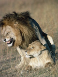 Lion and Lioness Copulate Photographic Print by Jeff Foott