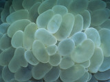 Close-Up View of Translucent Grape-Like Clusters of Bubble Coral, Suluwesi, Indonesia Photographic Print