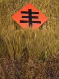 China, Beijing, Harvested Rice Ears with Chinese Calligraphy of Harvest Photographie par Keren Su