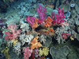 Brightly Colored Patches of Coral, Fiji Photographic Print