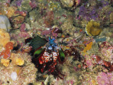 Close-Up View of Mantis Shrimp Camouflaged on a Shelf of Multi-Colored Coral, Philippines Photographic Print