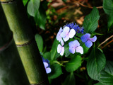 Flowers in the Bamboo Forest Photographic Print by L. Toshio Kishiyama