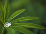 Close-Up of a Dew Drop on Leaves Photographic Print